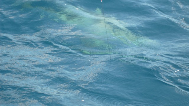 shark comes into view shark comes into view